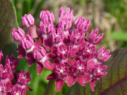{Asclepias purpurascens}